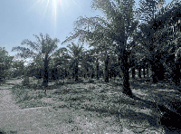 ที่ดินว่างเปล่าหลุดจำนอง ธ.ธนาคารกสิกรไทย ตราด เมืองตราด ท่ากุ่ม